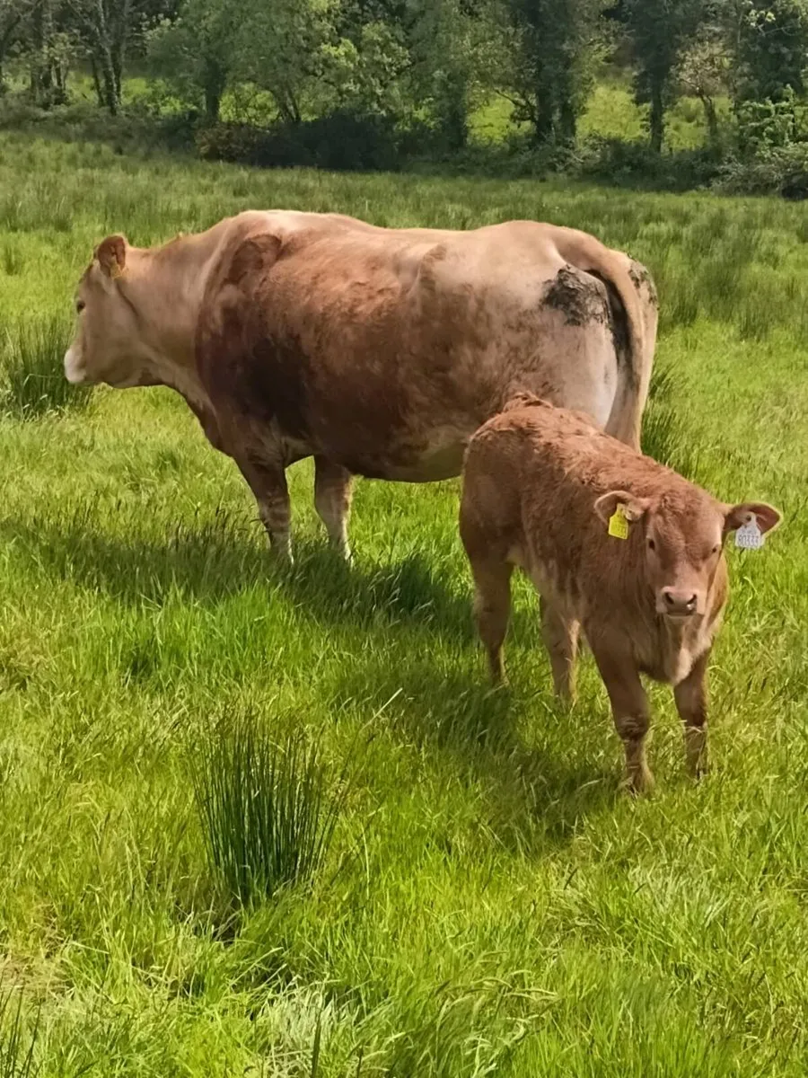 Cow,s with calves at foot - Image 4