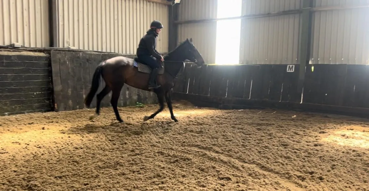 Horse - Image 3