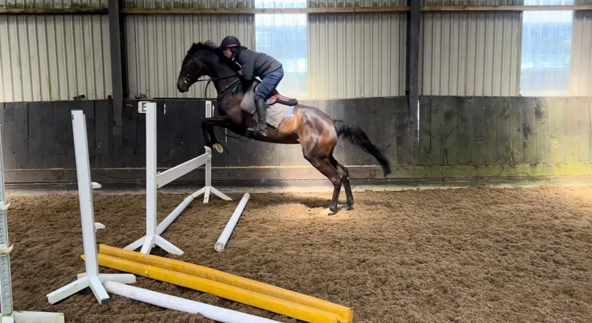 Horse - Image 4
