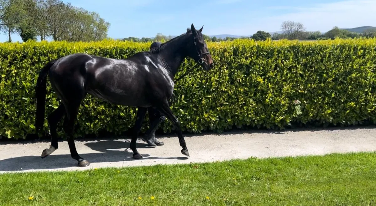 Horse - Image 1