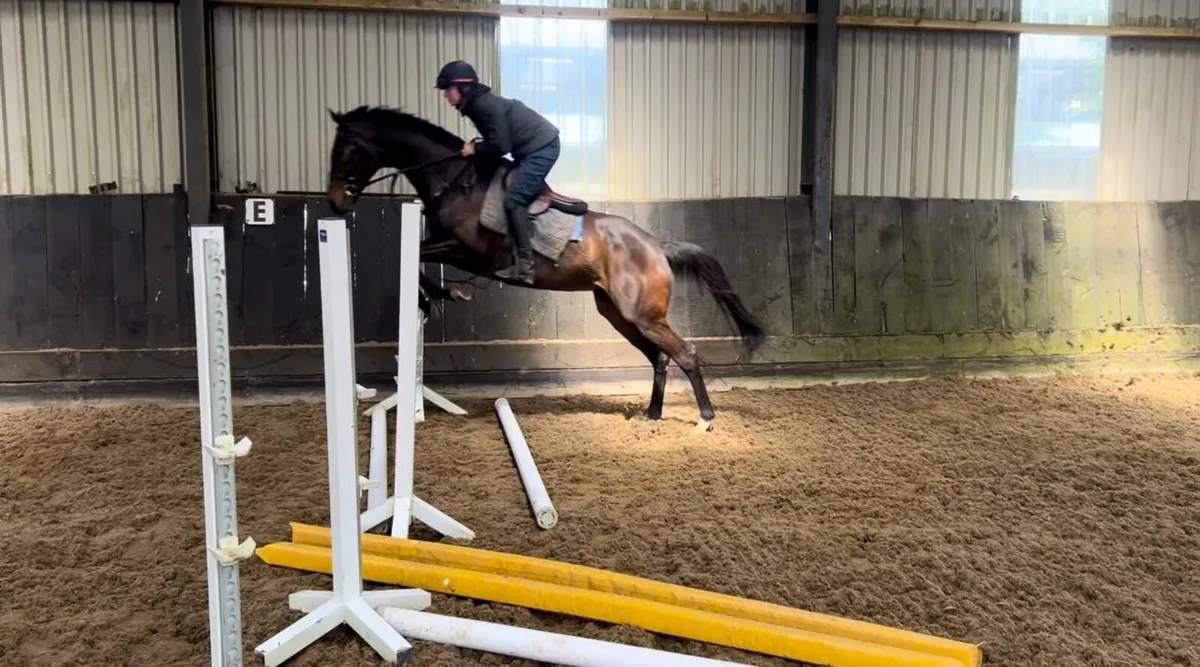 Horse - Image 2