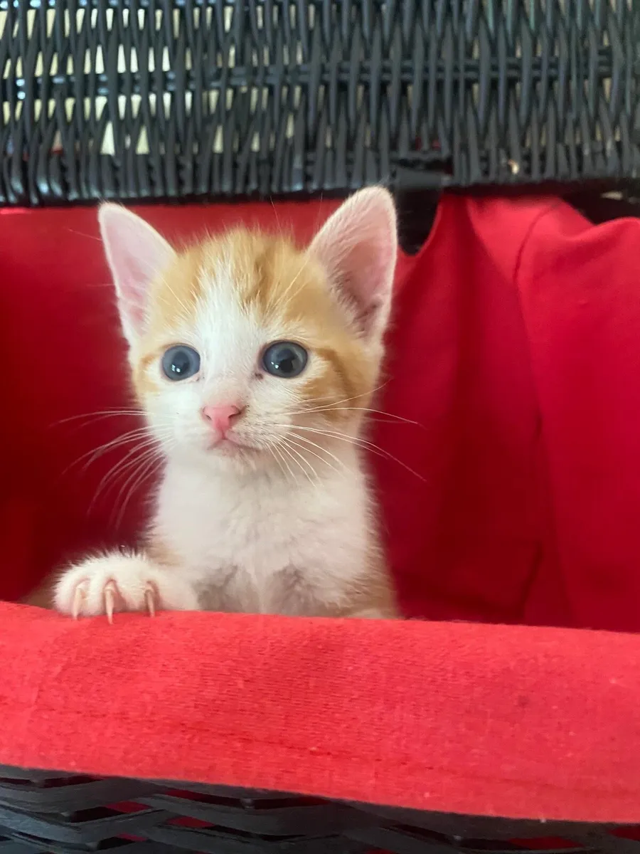 Kittens - Image 2