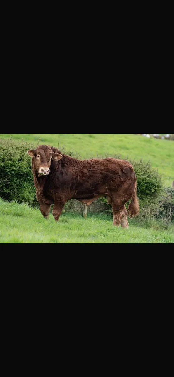 5 ⭐️ Limousin Bull - Image 3