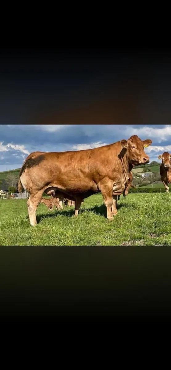 5 ⭐️ Limousin Bull - Image 4