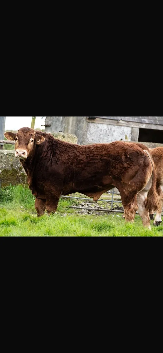 5 ⭐️ Limousin Bull - Image 1