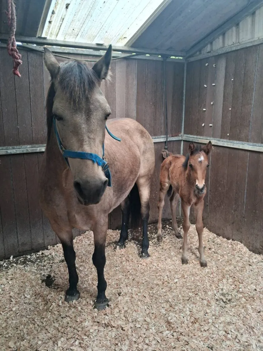 Dun Connemara mare and foal - Image 1