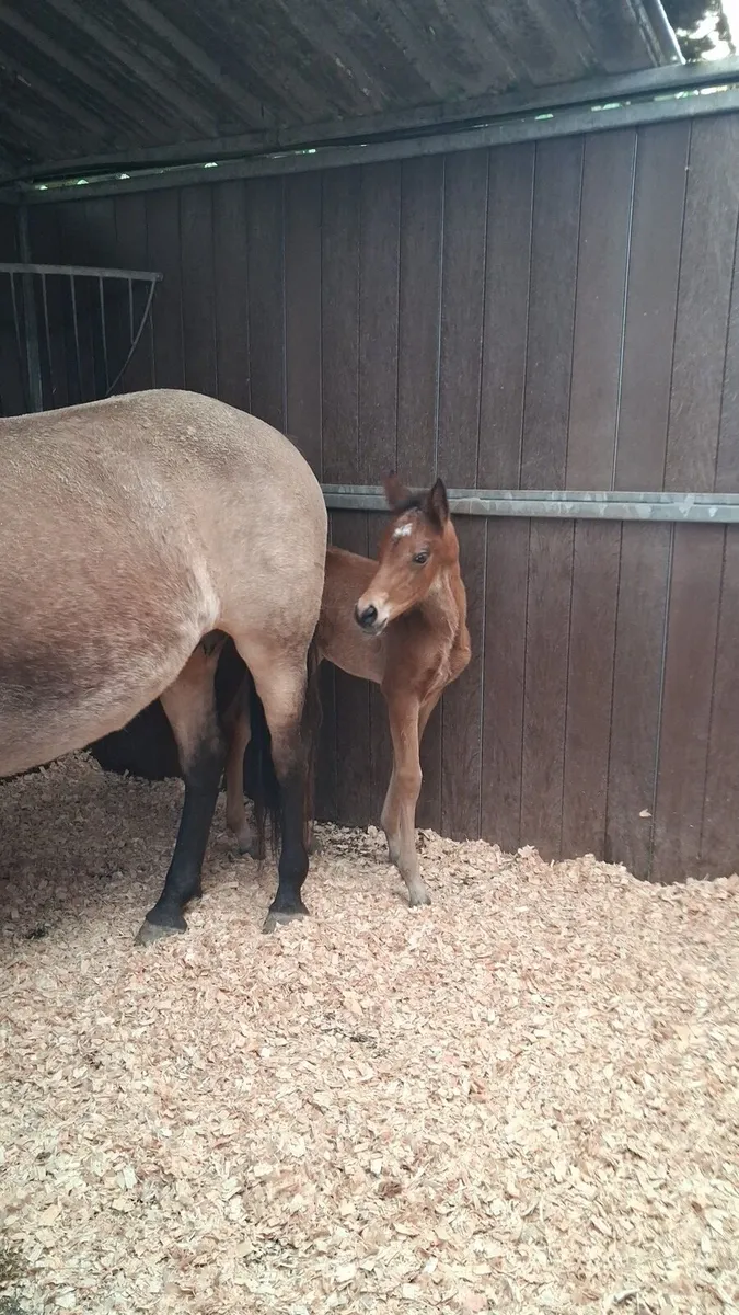 Dun Connemara mare and foal - Image 2