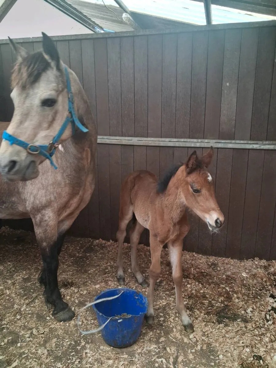 Dun Connemara mare and foal - Image 3