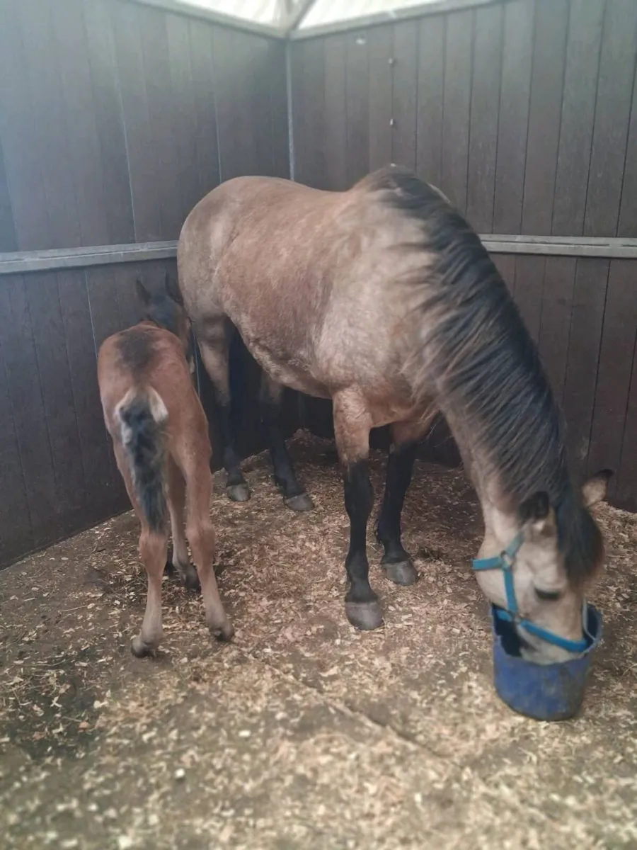 Dun Connemara mare and foal - Image 4