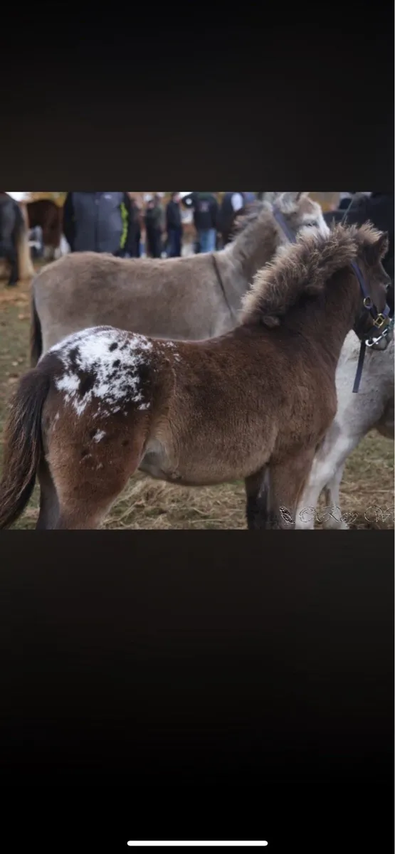 Appaloosa colt - Image 1