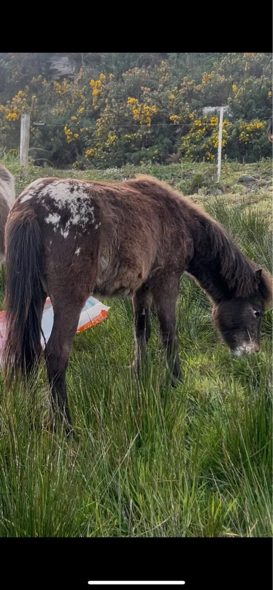 Appaloosa colt - Image 2