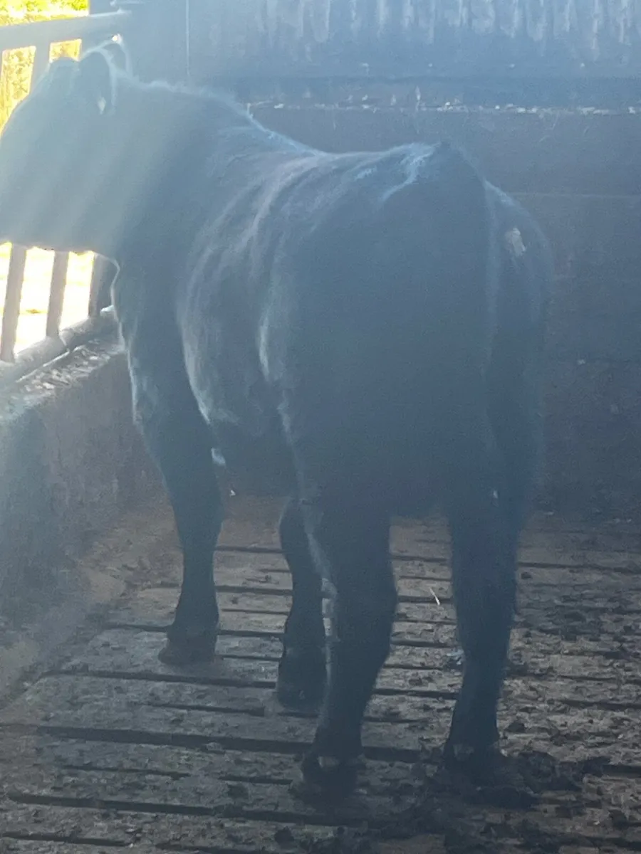 Angus bull - Image 1