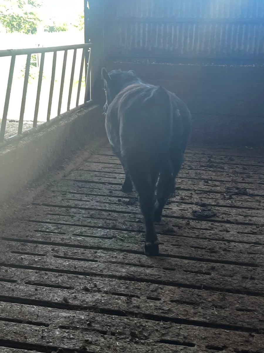 Angus bull - Image 2