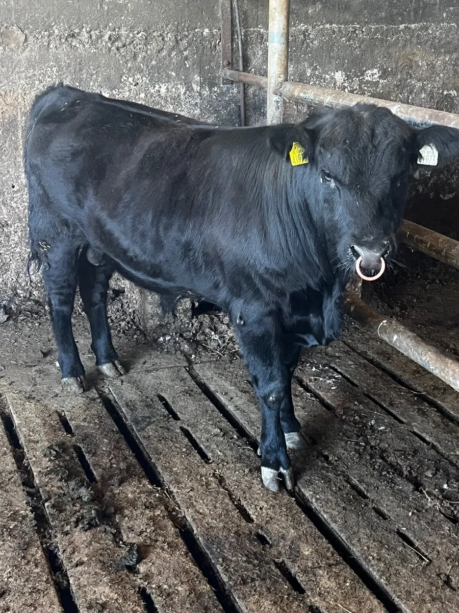 Angus bull - Image 3