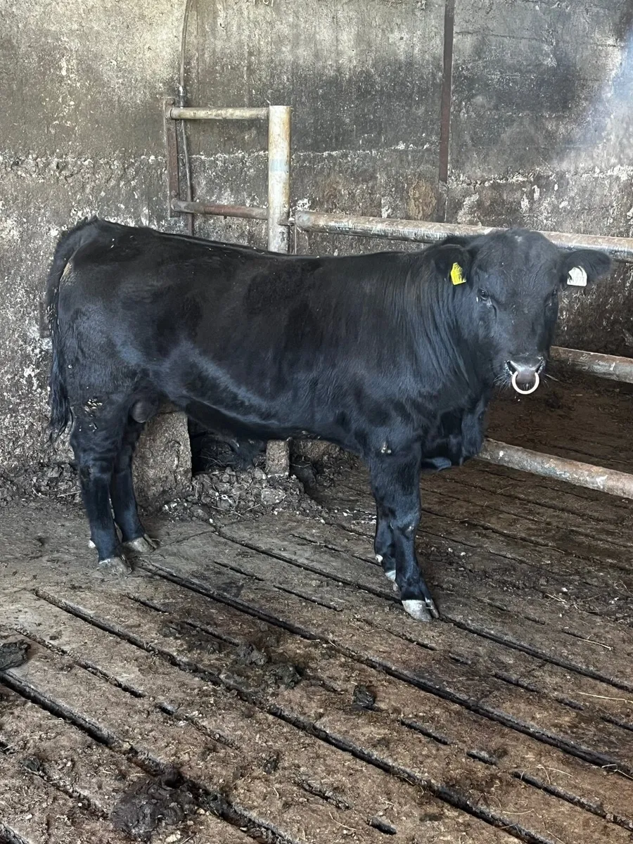 Angus bull - Image 4