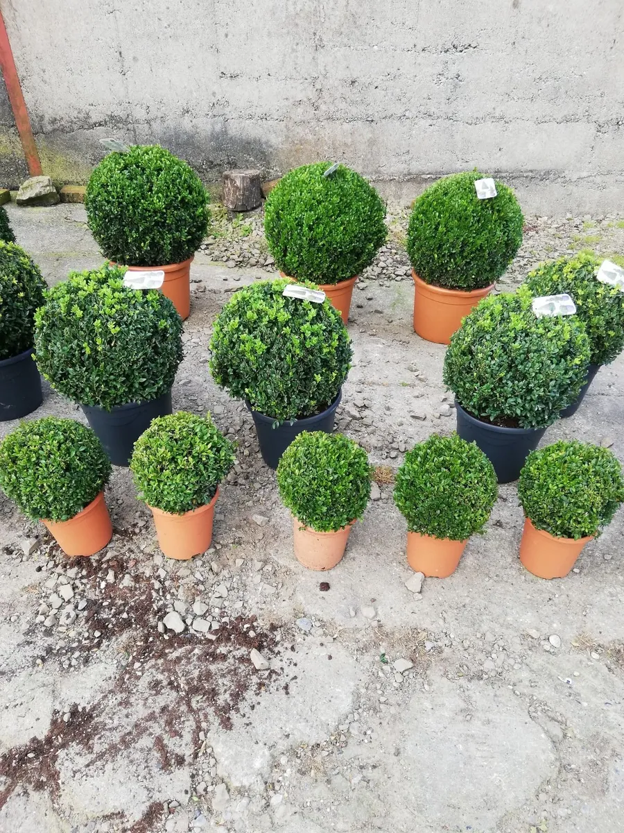 Box Hedging - Image 3
