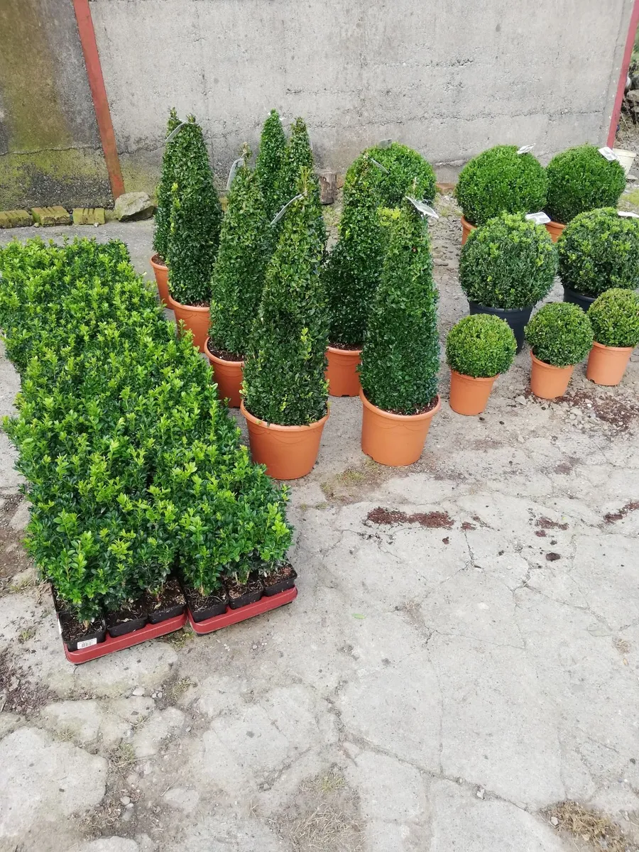 Box Hedging - Image 1
