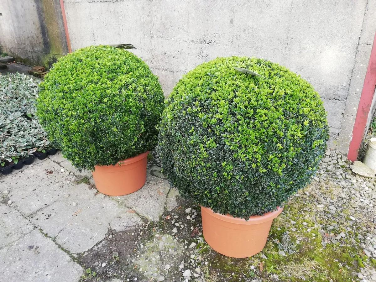 Box Hedging - Image 2