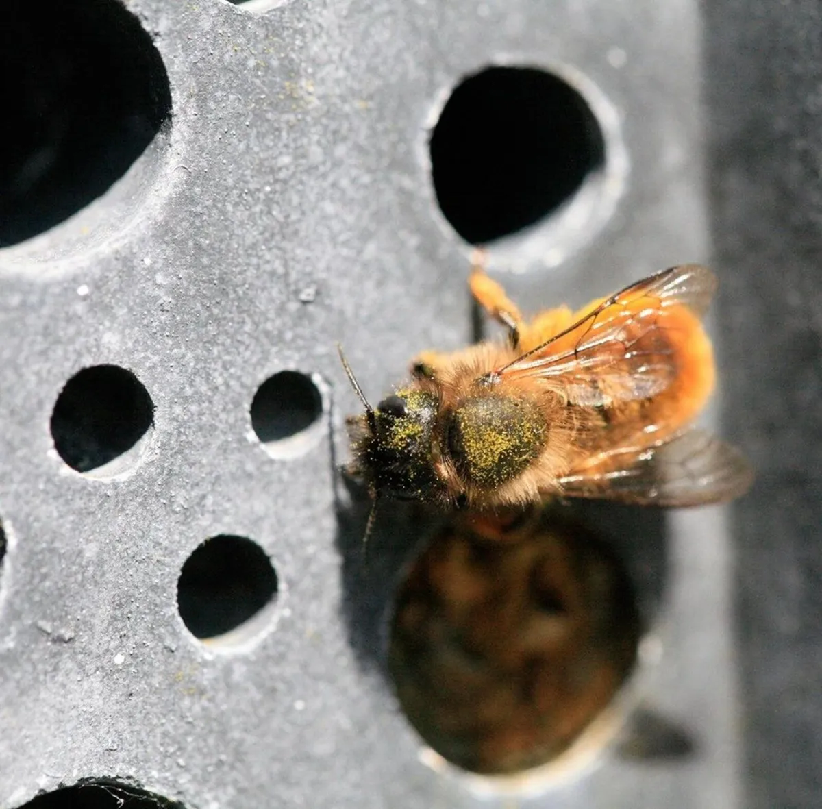 Bee bricks - Image 3