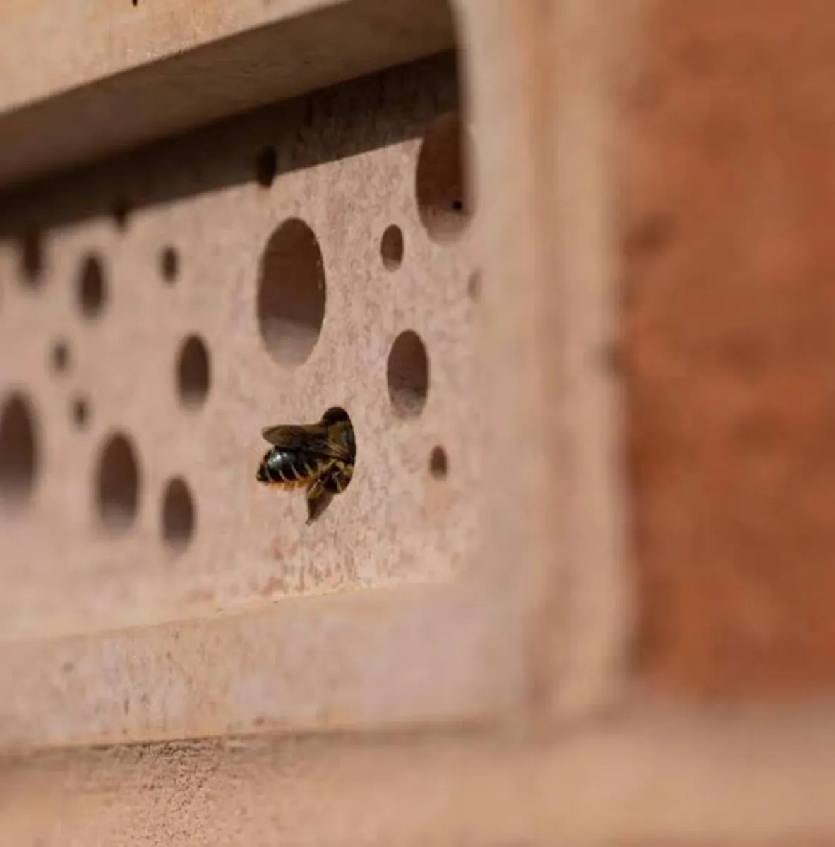 Bee bricks - Image 4