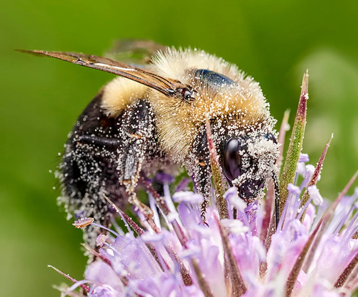 Bee bricks - Image 1