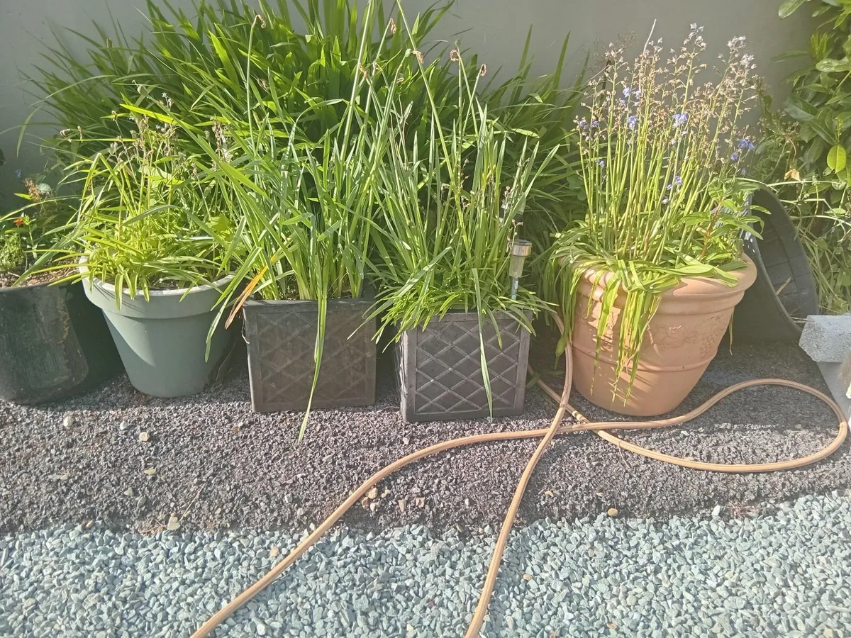 Flower pots - Image 2
