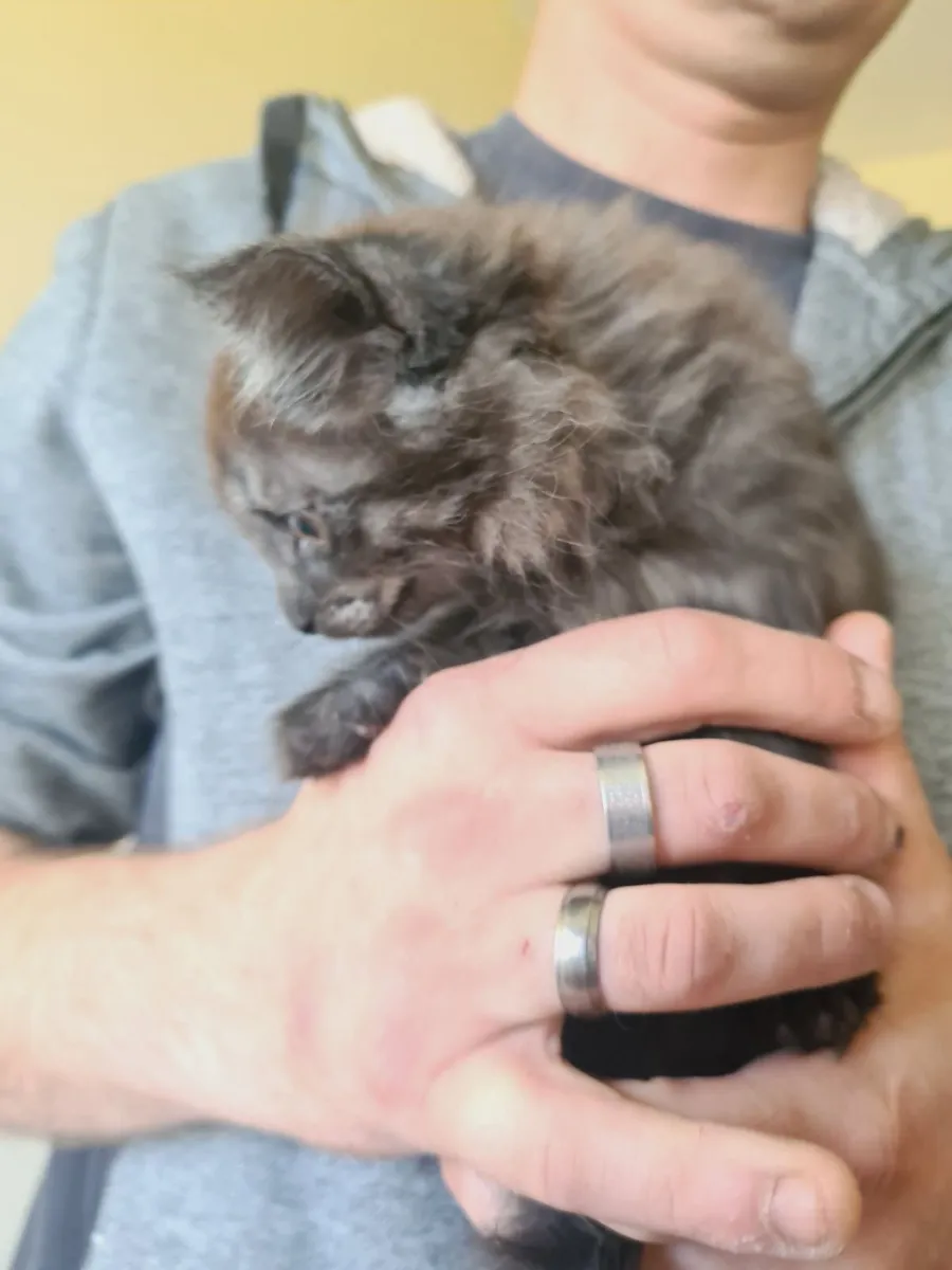 Kittens - Image 2