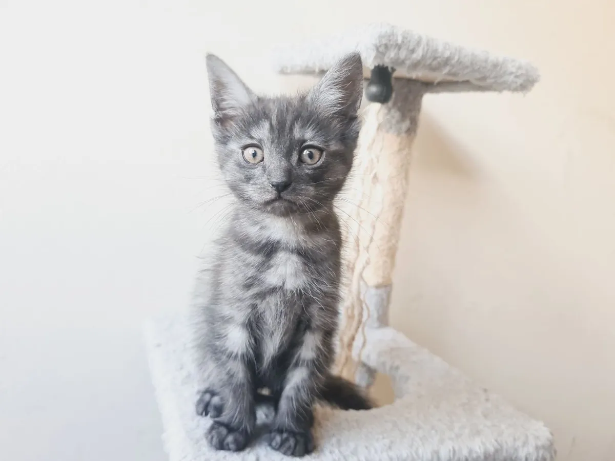 Kittens - Image 3
