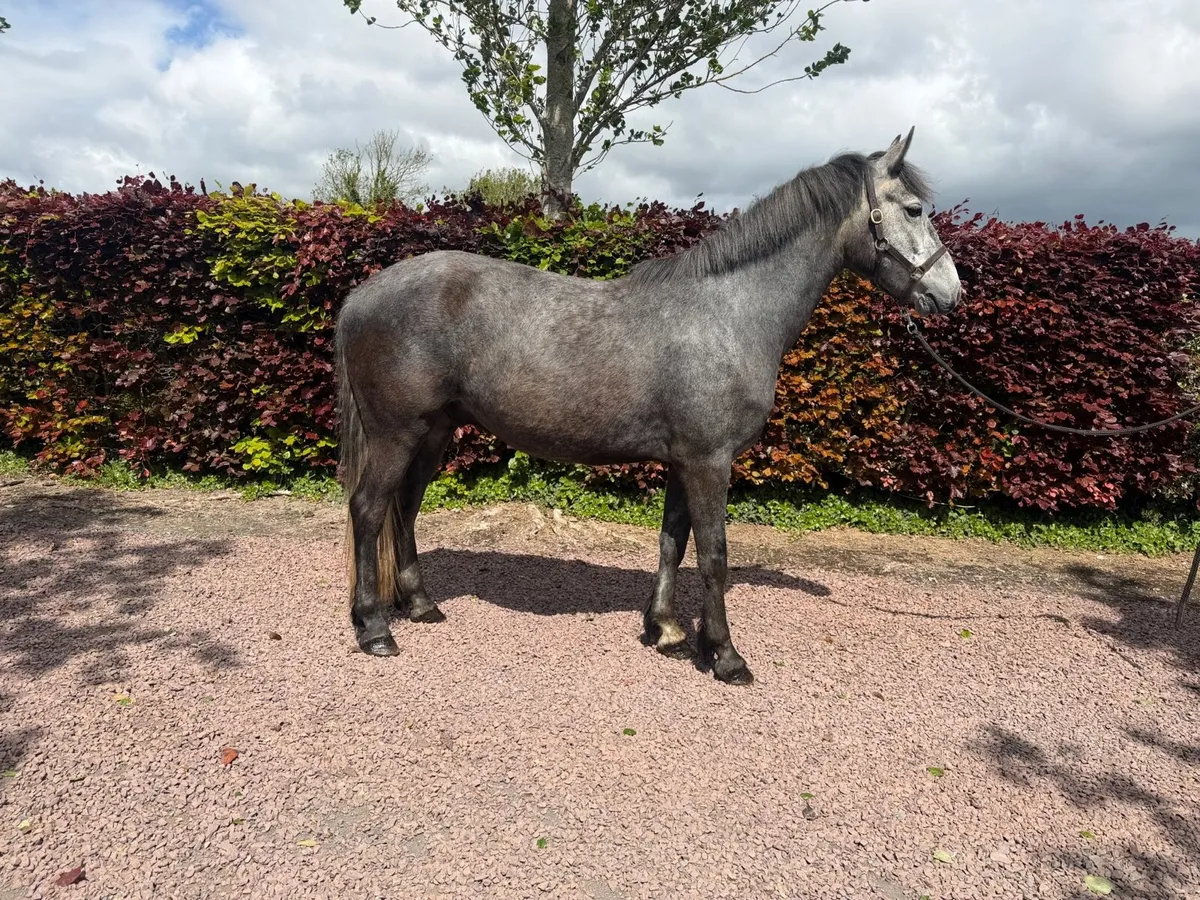 4 year old Connemara gelding - Image 2