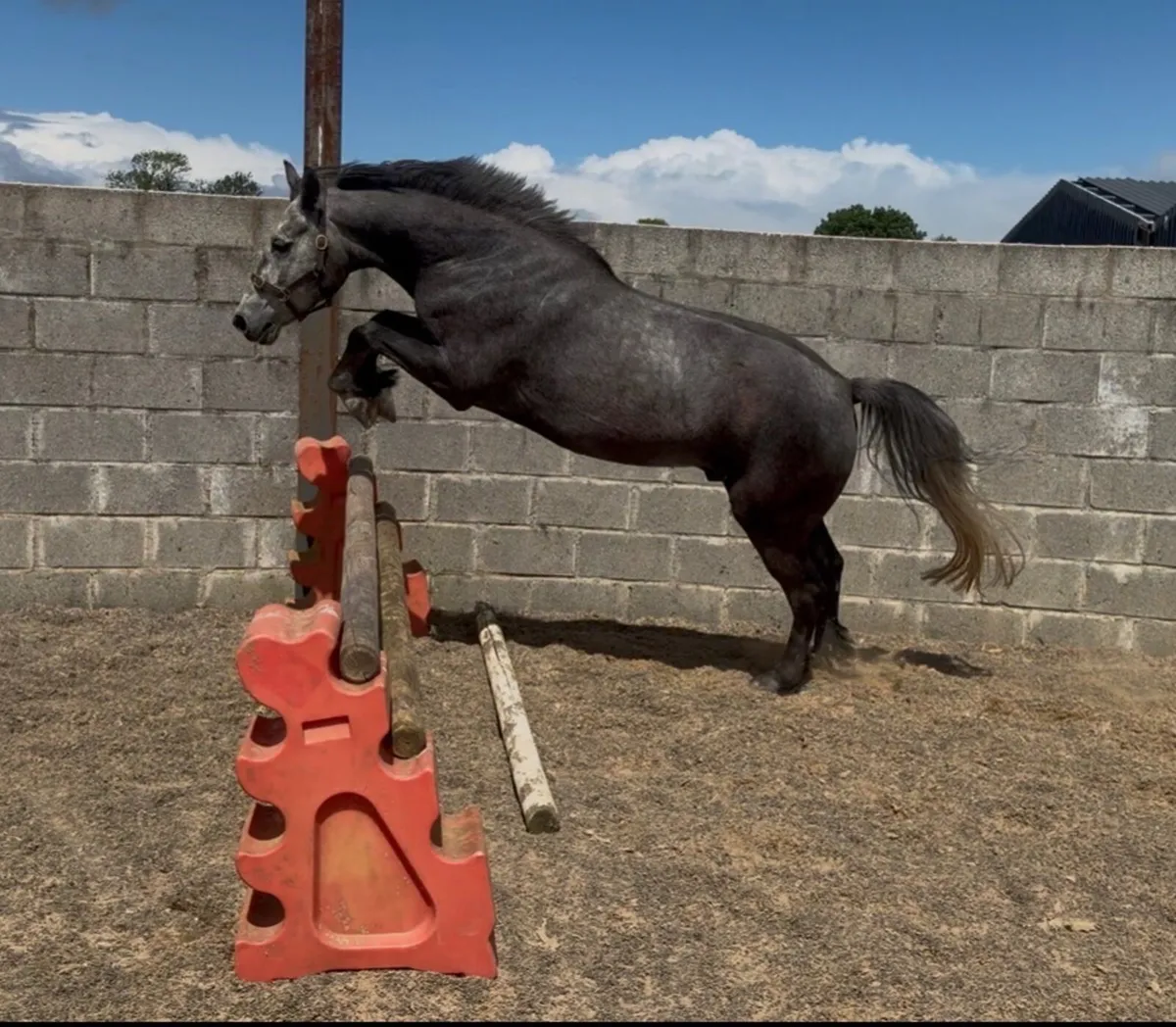 4 year old Connemara gelding - Image 3