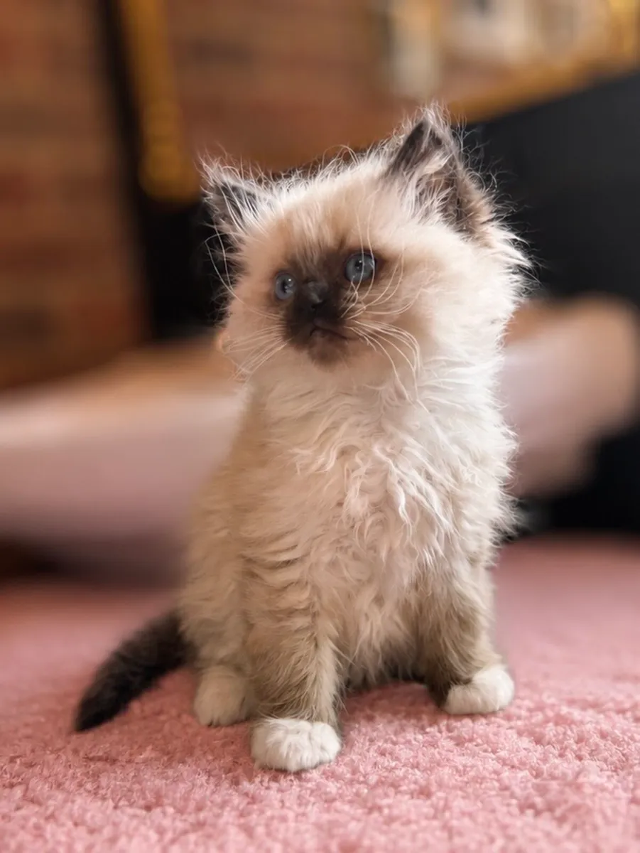 Ragdoll Kitten - Image 1