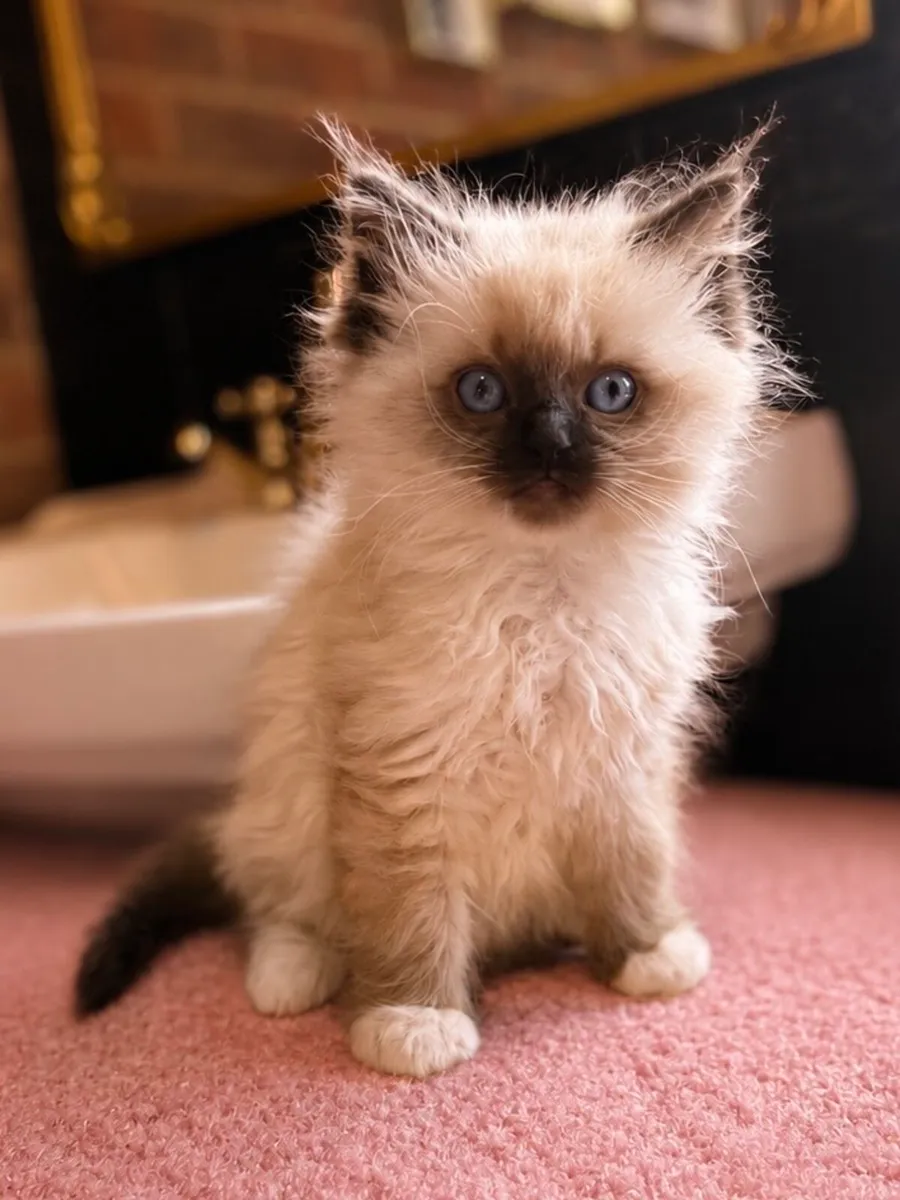 Ragdoll Kitten - Image 4