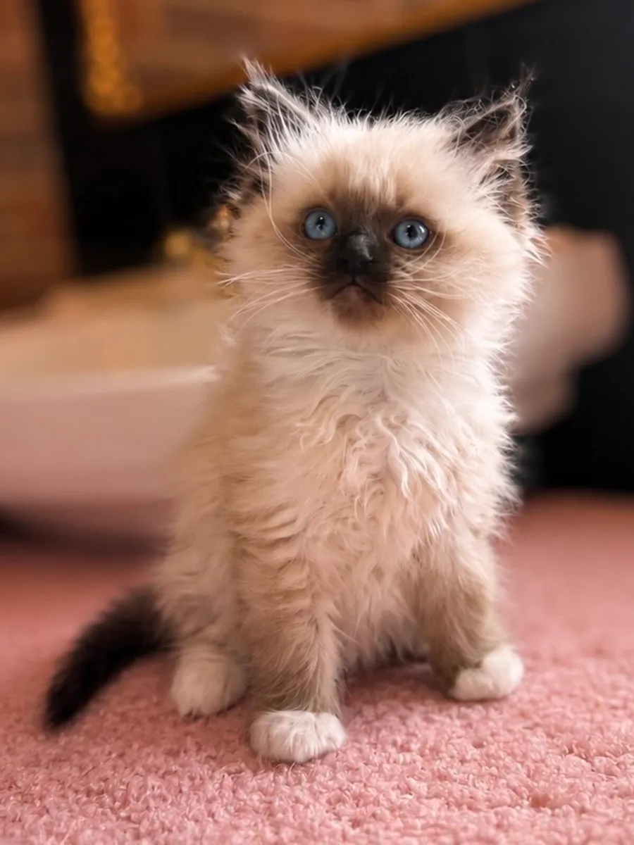 Ragdoll Kitten - Image 3