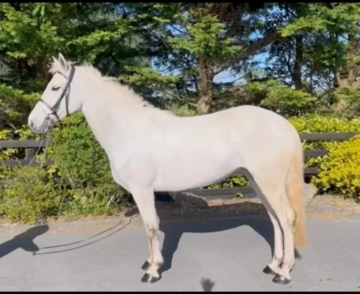 6yo 148 full reg Connemara lot 91 - Image 1