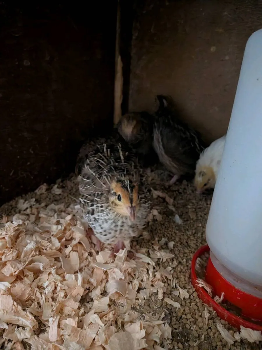 Quail & Silkies - Image 1