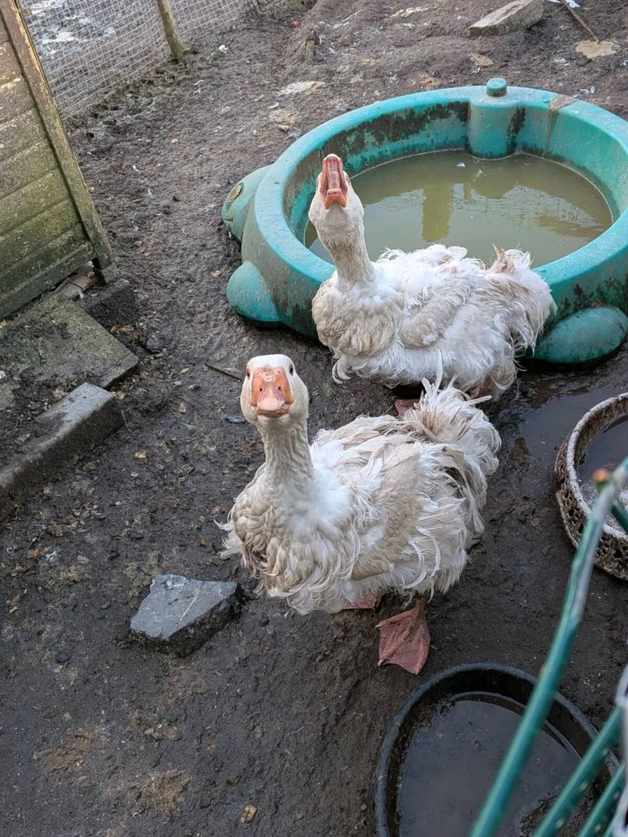 Quail & Silkies - Image 2