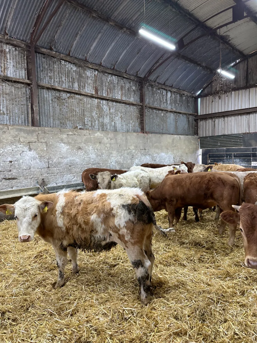Lim Charolais and Simmental bullocks - Image 3