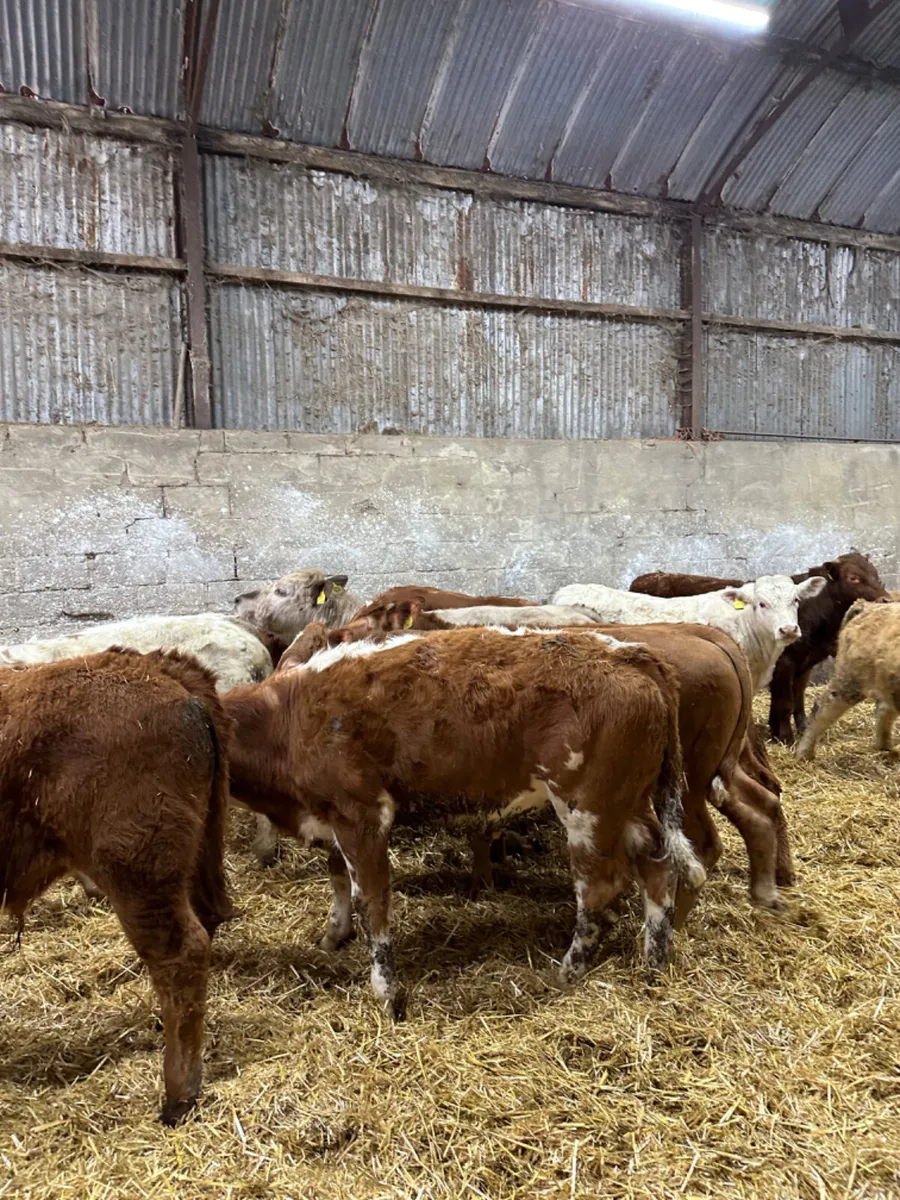 Lim Charolais and Simmental bullocks - Image 4