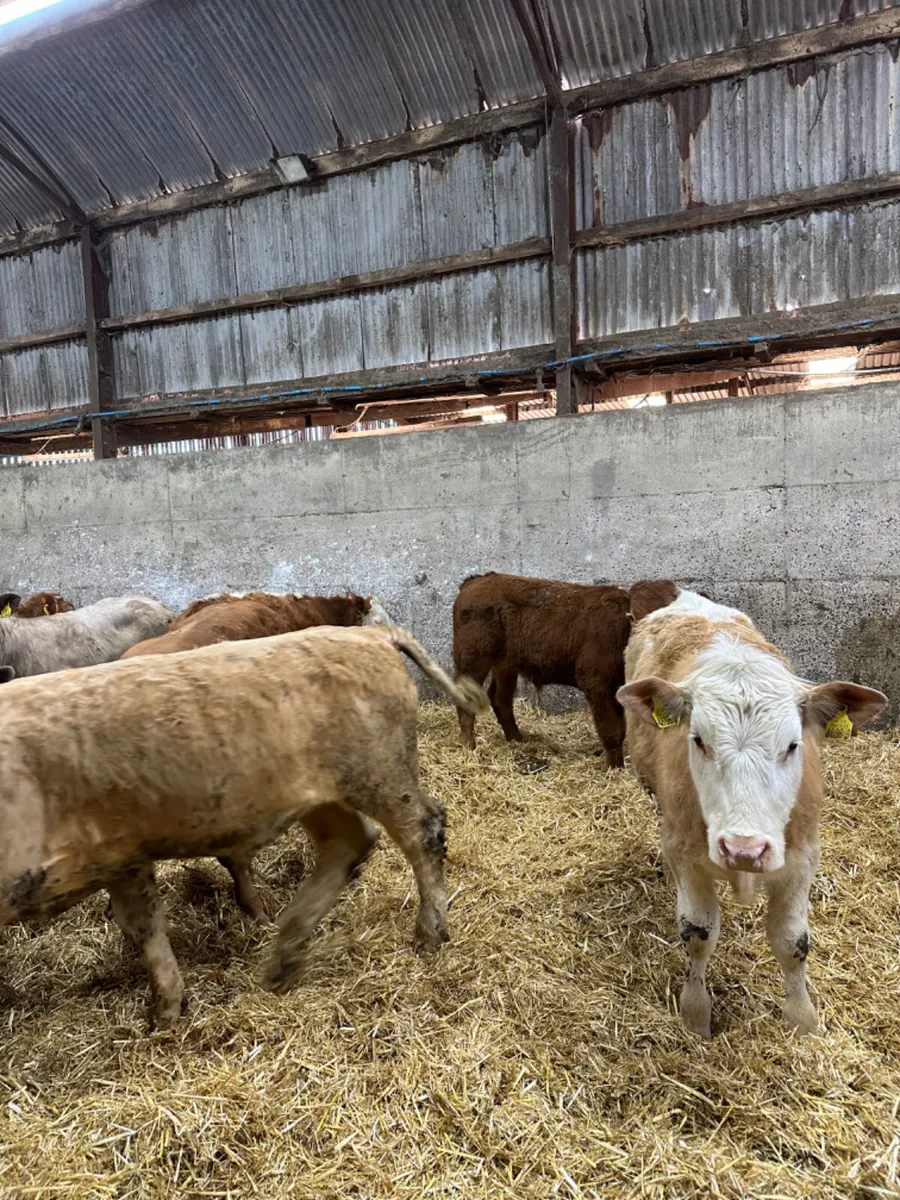 Lim Charolais and Simmental bullocks - Image 2