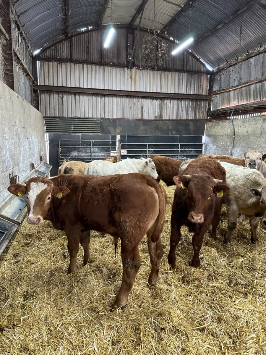 Lim Charolais and Simmental bullocks - Image 1
