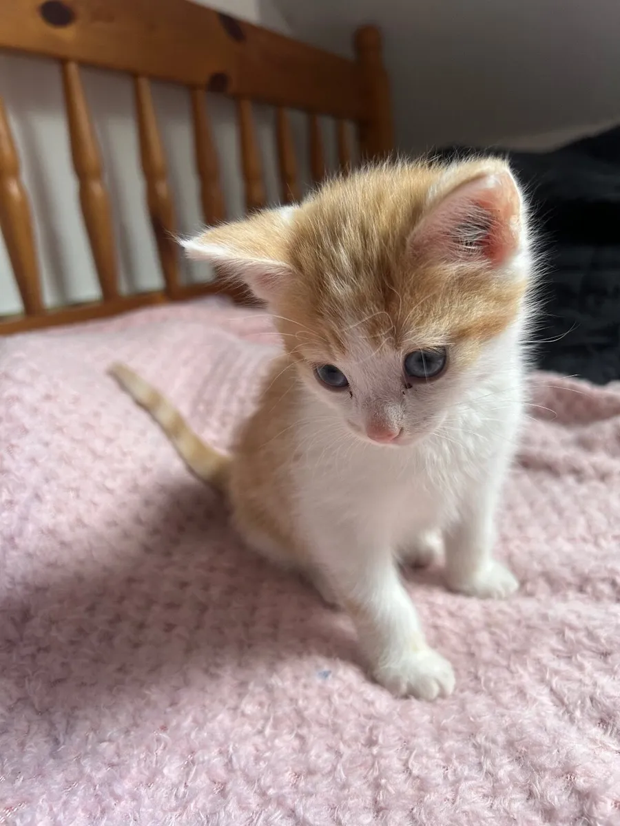 Kitten for sale - Image 3