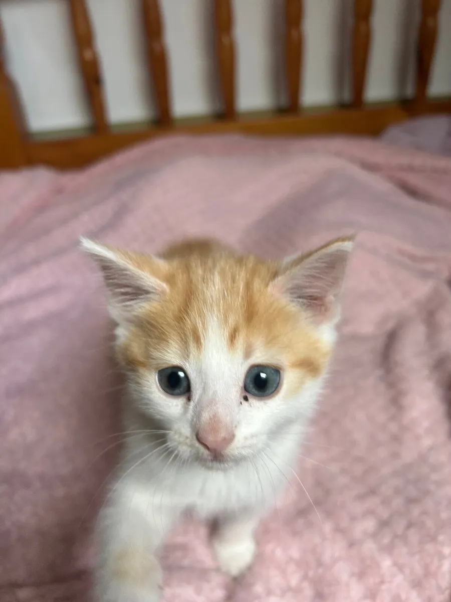 Kitten for sale - Image 1
