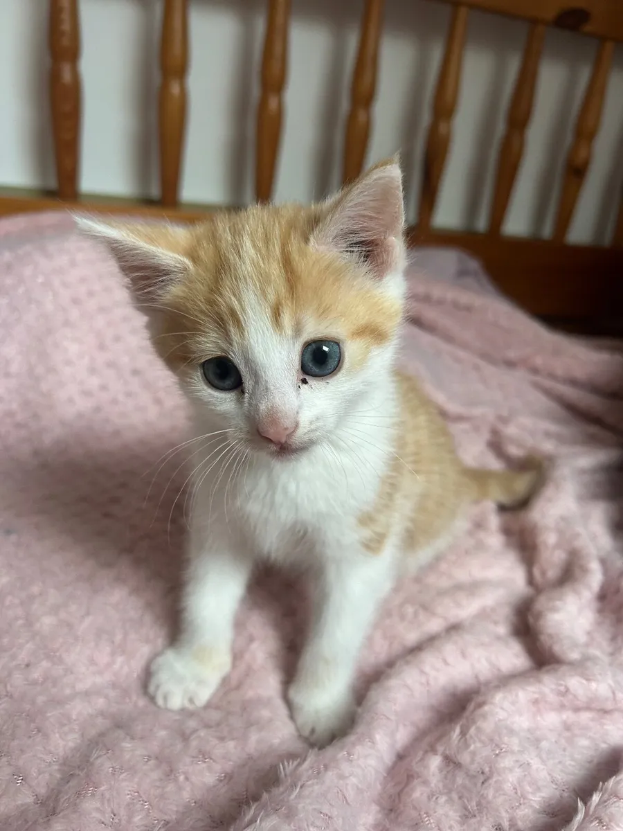 Kitten for sale - Image 2