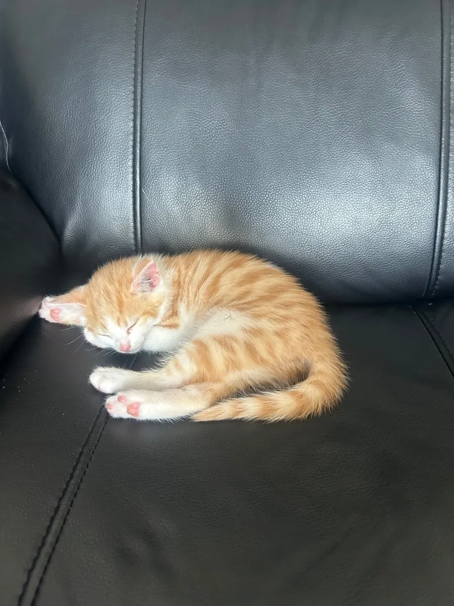 Kitten for sale - Image 4