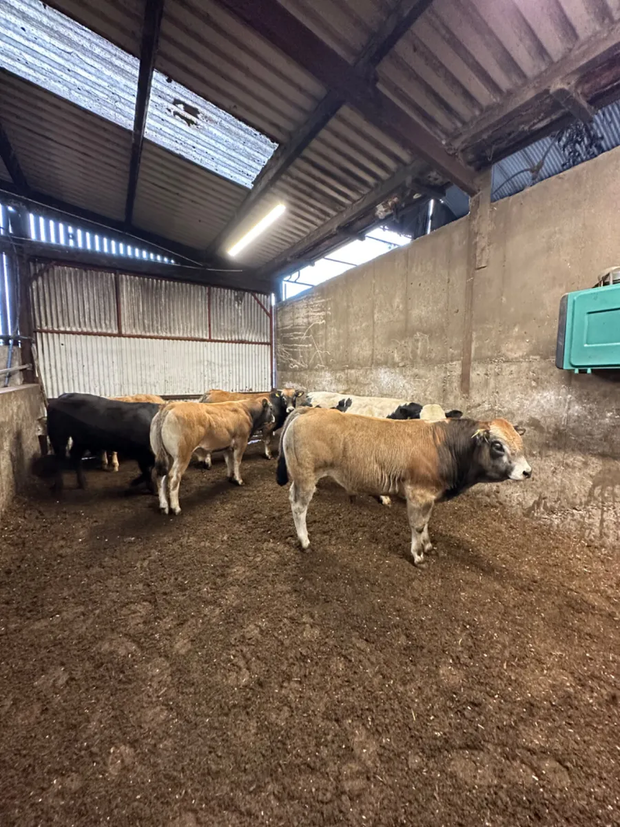 Beef bred bulls - Image 1