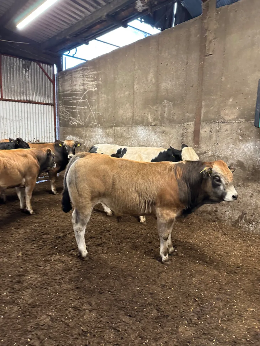 Beef bred bulls - Image 2