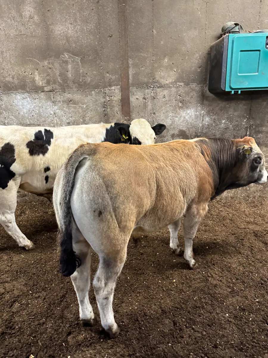 Beef bred bulls - Image 3