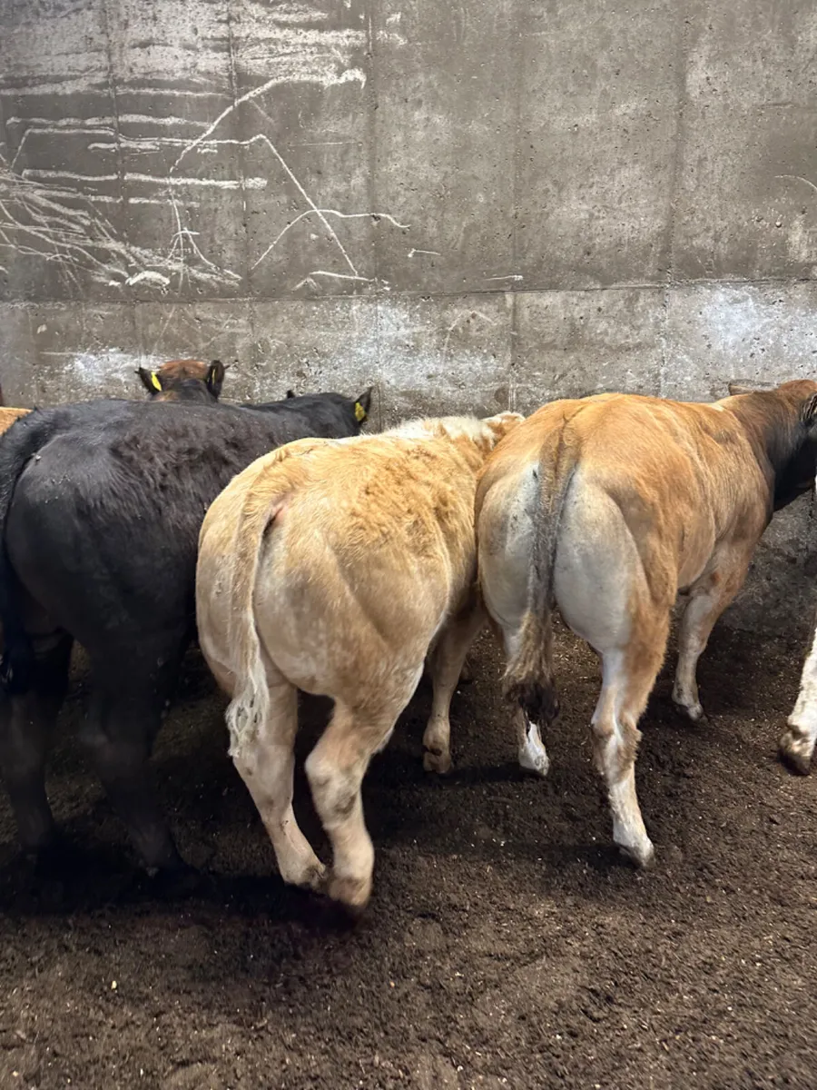 Beef bred bulls - Image 4