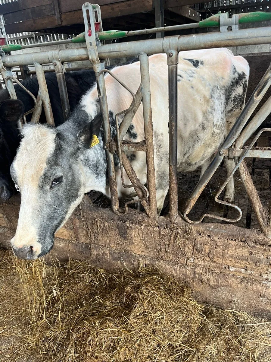 Foster cow - Image 1