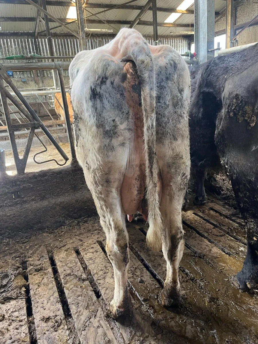 Foster cow - Image 2
